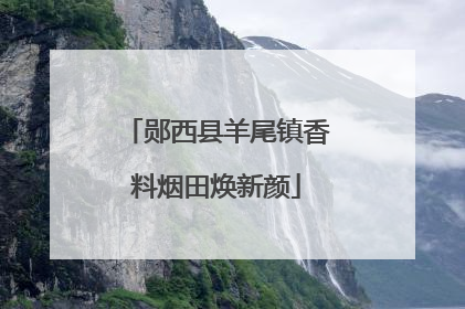 郧西县羊尾镇香料烟田焕新颜