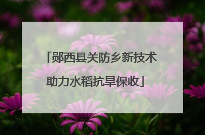 郧西县关防乡新技术助力水稻抗旱保收