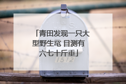 青田发现一只大型野生鼋 目测有六七十斤重