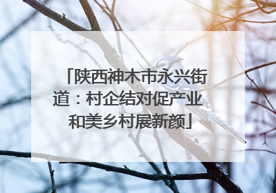 陕西神木市永兴街道：村企结对促产业 和美乡村展新颜