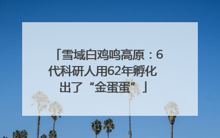 雪域白鸡鸣高原：6代科研人用62年孵化出了“金蛋蛋”
