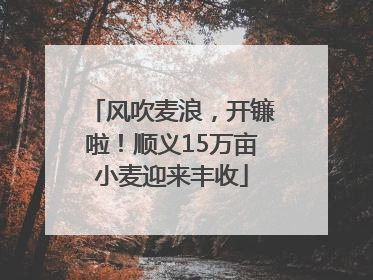 风吹麦浪，开镰啦！顺义15万亩小麦迎来丰收