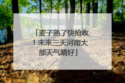 麦子熟了快抢收！未来三天河南大部天气晴好