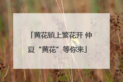 黄花镇上繁花开 仲夏“黄花”等你来