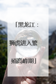 黑龙江：狮虎进入繁殖高峰期