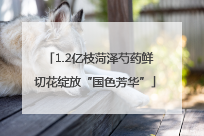 1.2亿枝菏泽芍药鲜切花绽放“国色芳华”